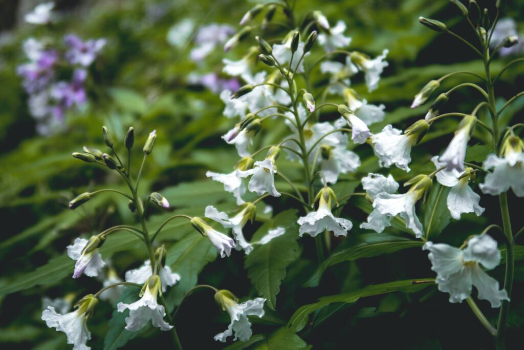 Et de toutes ces délicates fleurs...