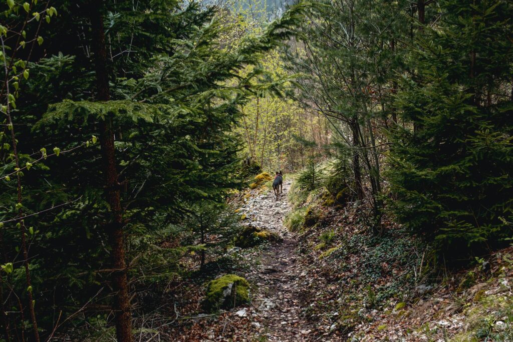Après une dizaine de minutes, le chemin blanc se transforme en sentier.