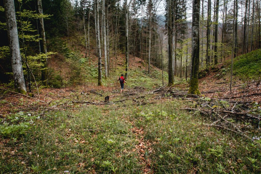 On poursuit 5 minutes à travers champs (sur un chemin) jusqu'à la ferme "Stierenberg" puis nous suivons la route goudronnée (mais sans y croiser une voiture) pendant une dizaine de minutes.
Il faut être attentif pour dénicher le petit sentier qui part dans la forêt sur la droite au bout d'une place de parc en gravier. Il longe d'abord la route sur quelques mètres puis redescend à travers une combe.
Ici, le sentier n'est pas toujours visible mais il suffit de descendre jusqu'à retrouver le chemin blanc qui va nous ramener vers les gorges.