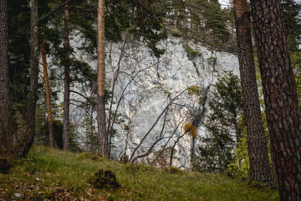 Juste avant de replonger dans la gorge, on aperçoit les falaises depuis le haut.