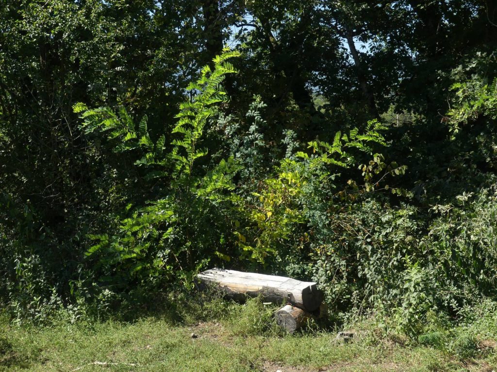 banc-1244