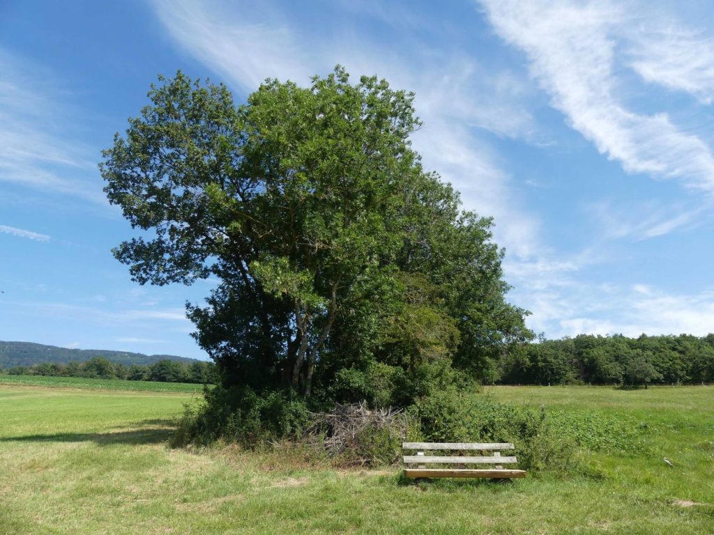 banc-1511