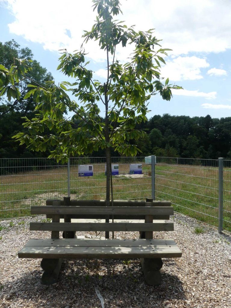 banc-1531
