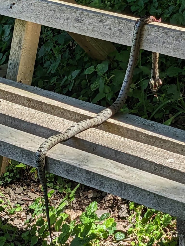banc-2852