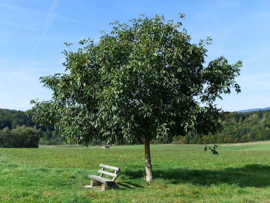banc-510