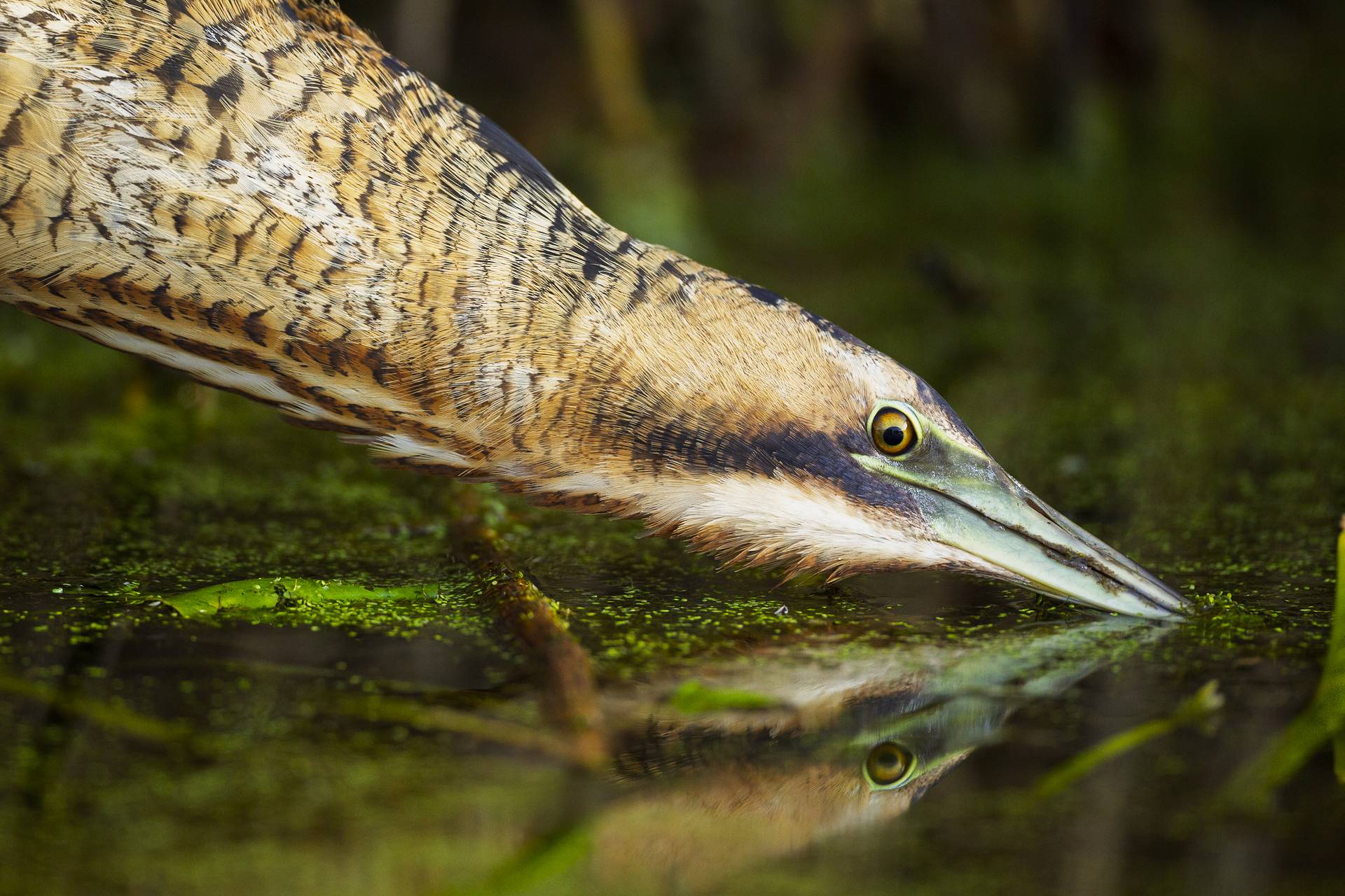 Photographie de David Greyo