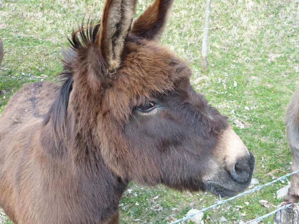 animal âne Châtel St-Denis Les Chaux Moille-Saulaz Grenive Nant Vevey