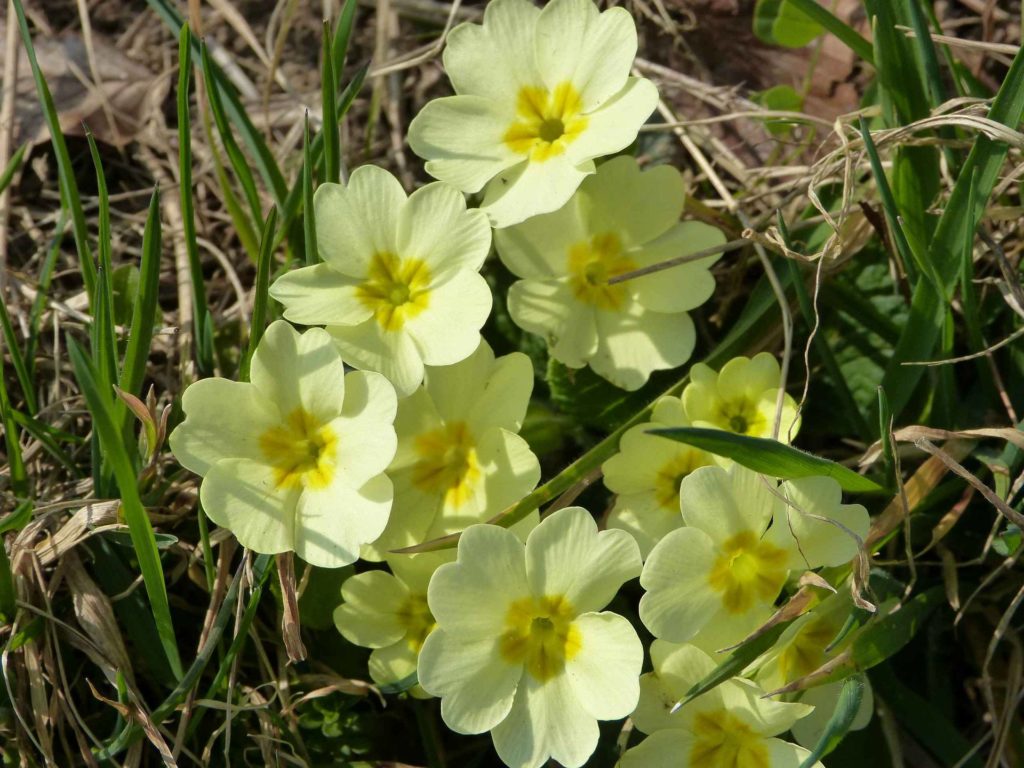 fleur Châtel St-Denis Les Chaux Moille-Saulaz Grenive Nant Vevey