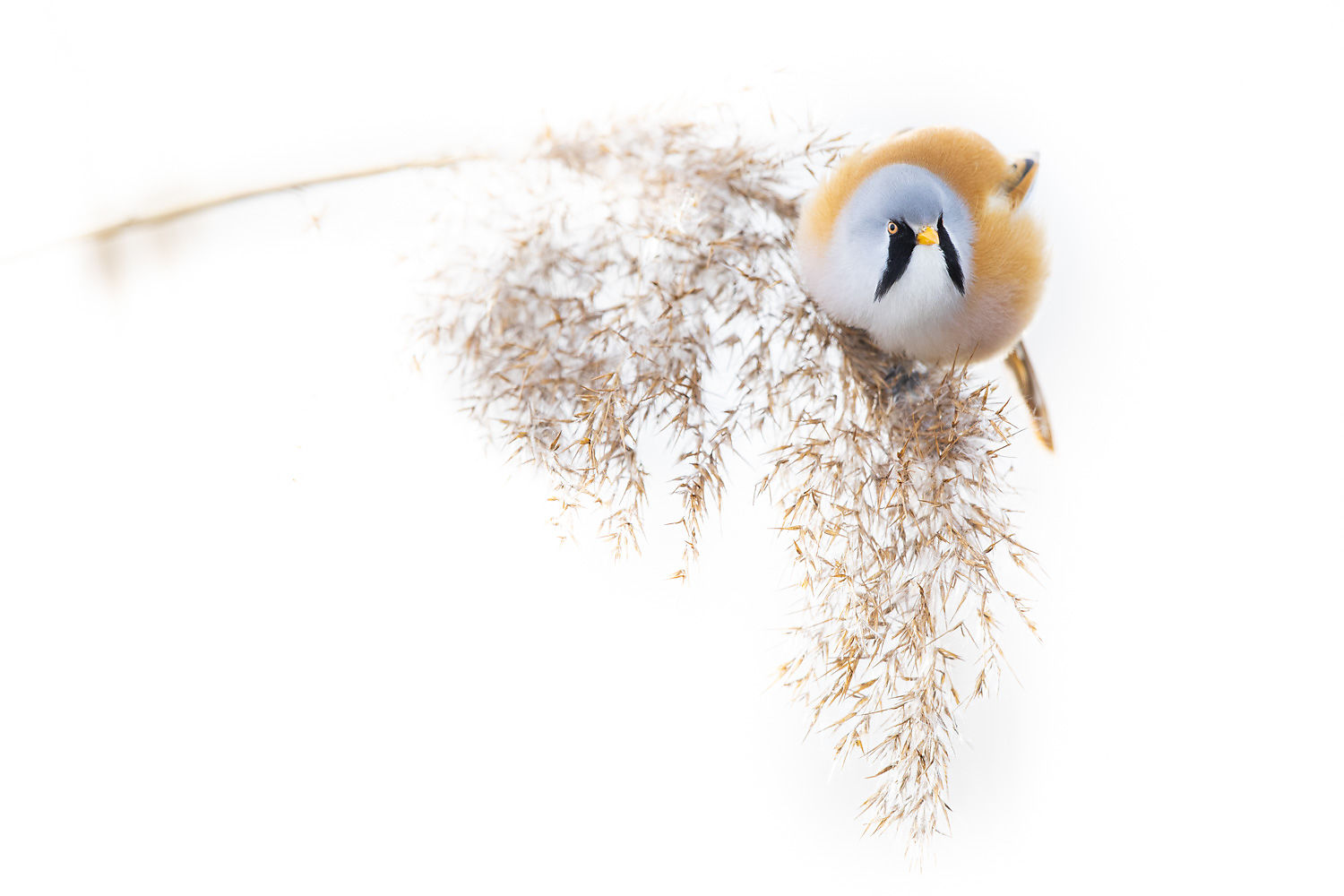 Photographie de David Greyo