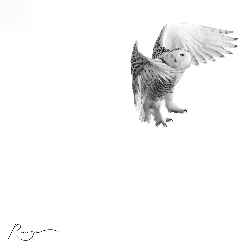 David Rouge Photographie de David Rouge