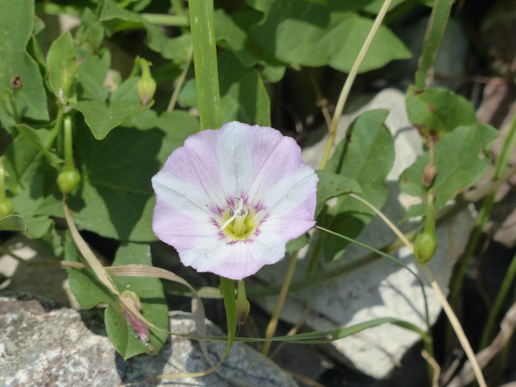 Grandvaux-gare Le Chaney Bossières La Conversion Pully Les Moulins fleur
