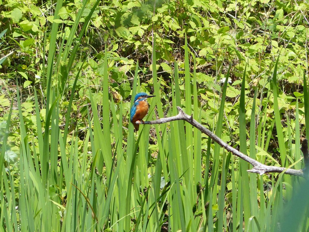 animal oiseau martin pêcheur La Sauge Cudrefin Mont Vully Sugiez Morat Murten