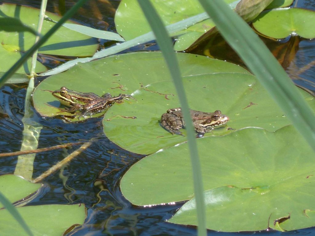 animal grenouille La Sauge Cudrefin Mont Vully Sugiez Morat Murten