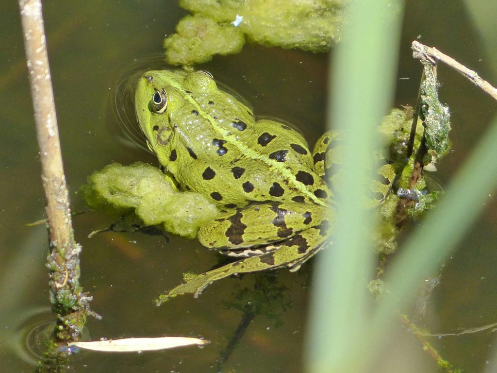 animal grenouille La Sauge Cudrefin Mont Vully Sugiez Morat Murten