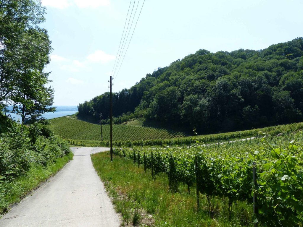 La Sauge Cudrefin Mont Vully Sugiez Morat Murten