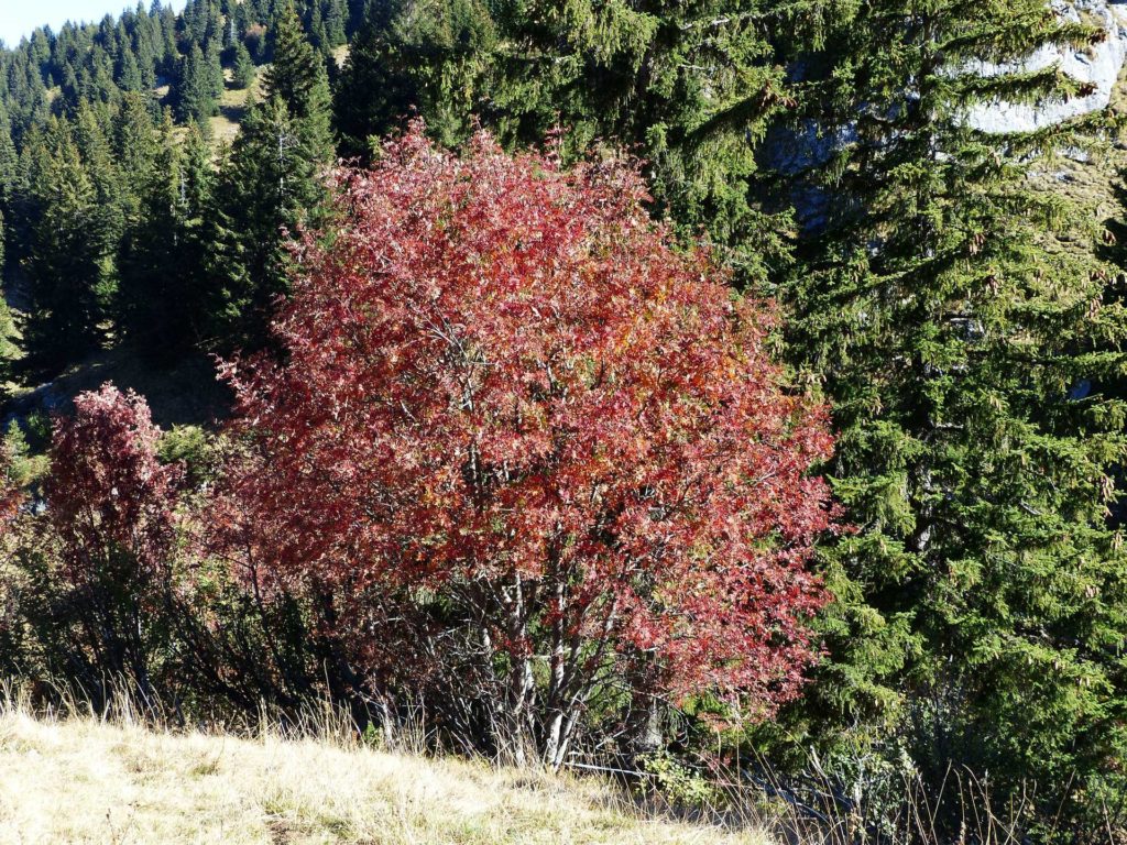 les-crosets-portes-du-soleil-morgins-124