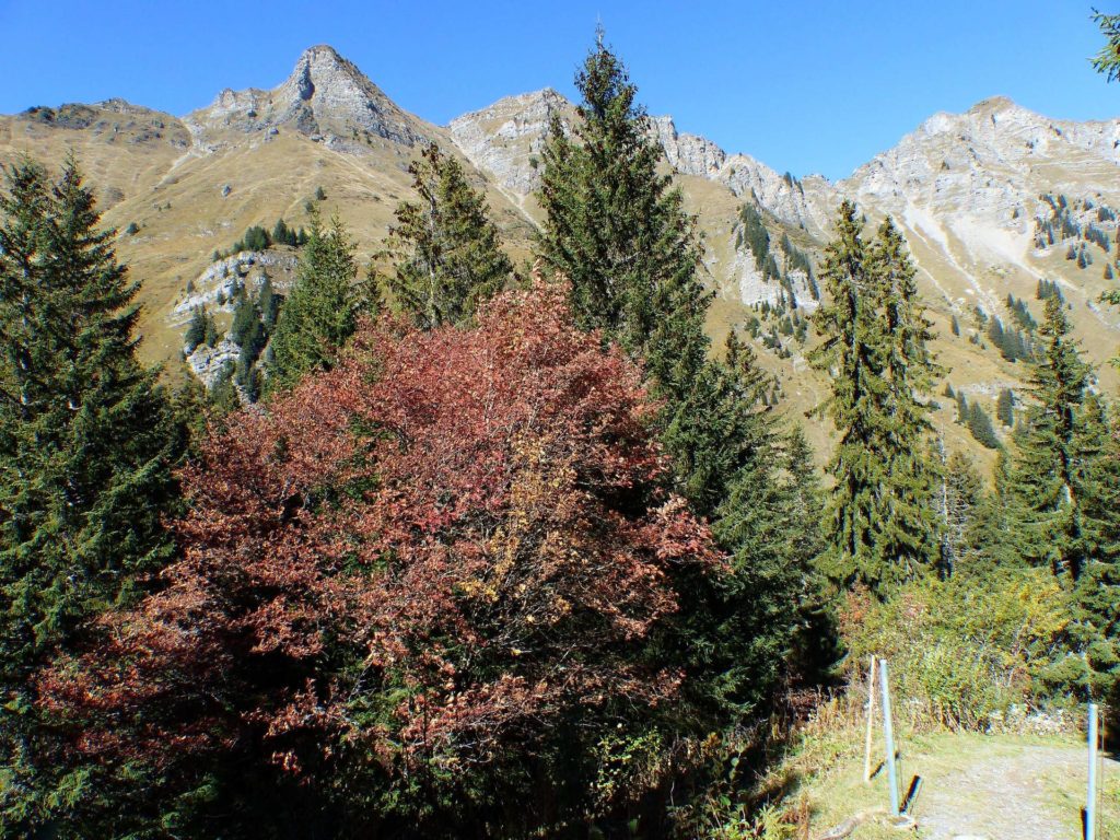 les-crosets-portes-du-soleil-morgins-140