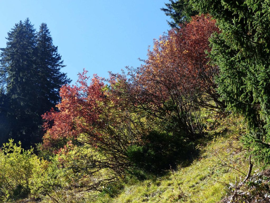 les-crosets-portes-du-soleil-morgins-172