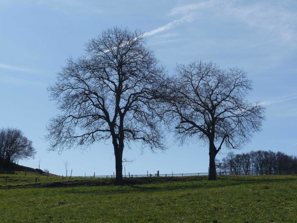 moreillon-paully-mont-pelerin-105