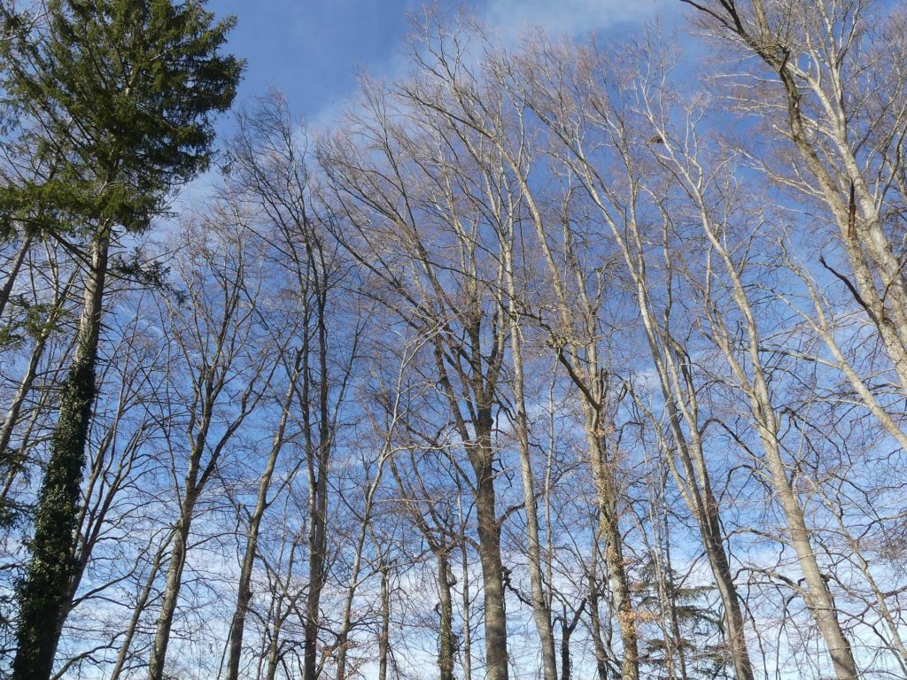 moreillon-paully-mont-pelerin-113