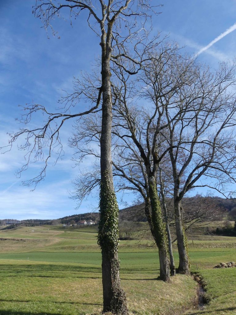 moreillon-paully-mont-pelerin-114