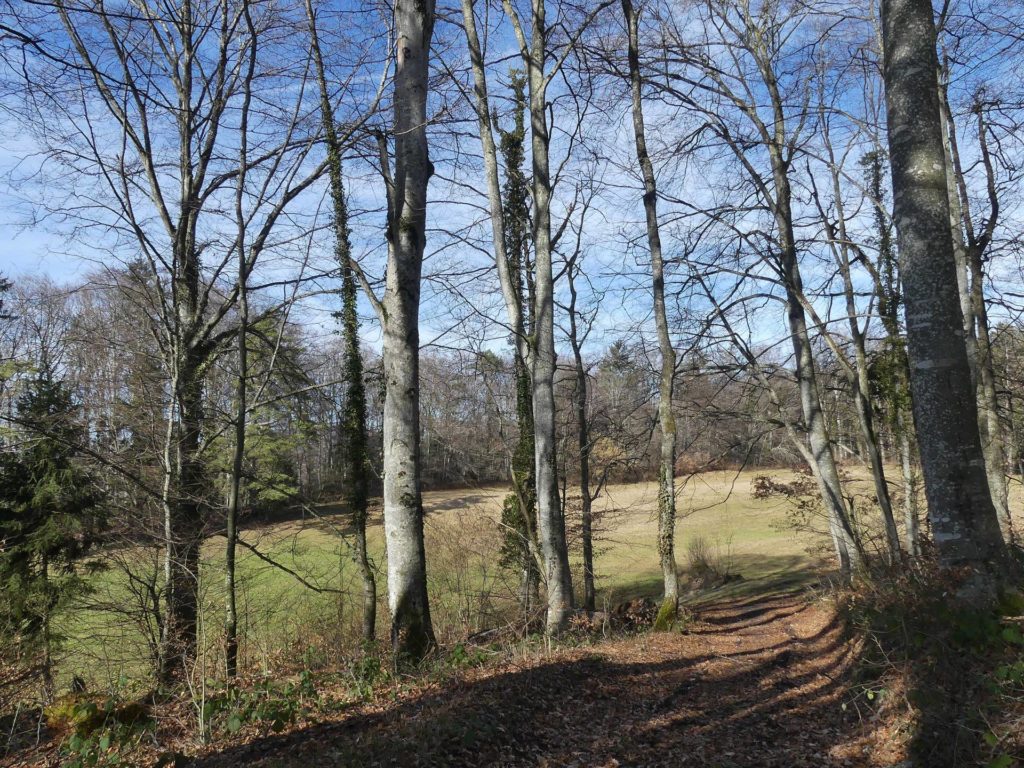 moreillon-paully-mont-pelerin-127