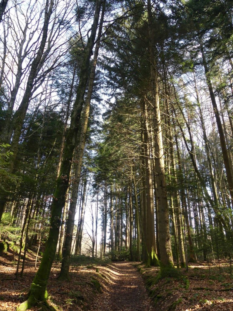 moreillon-paully-mont-pelerin-157