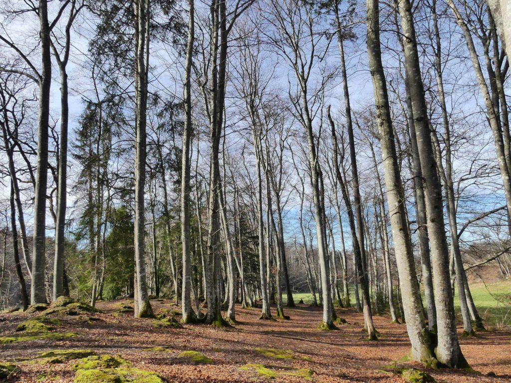 moreillon-paully-mont-pelerin-163