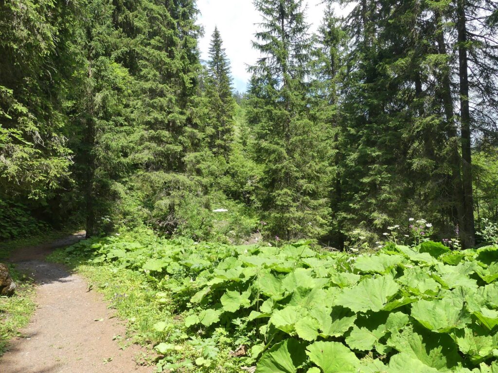 morgins-tovassiere-morgins-163