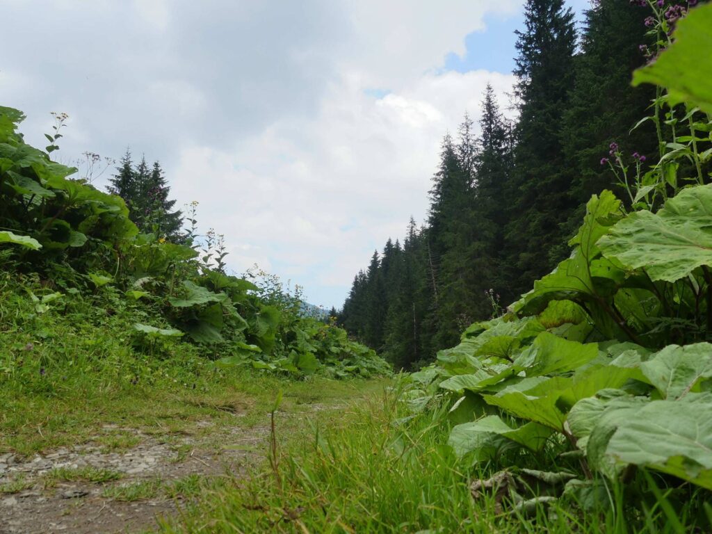morgins-tovassiere-morgins-171