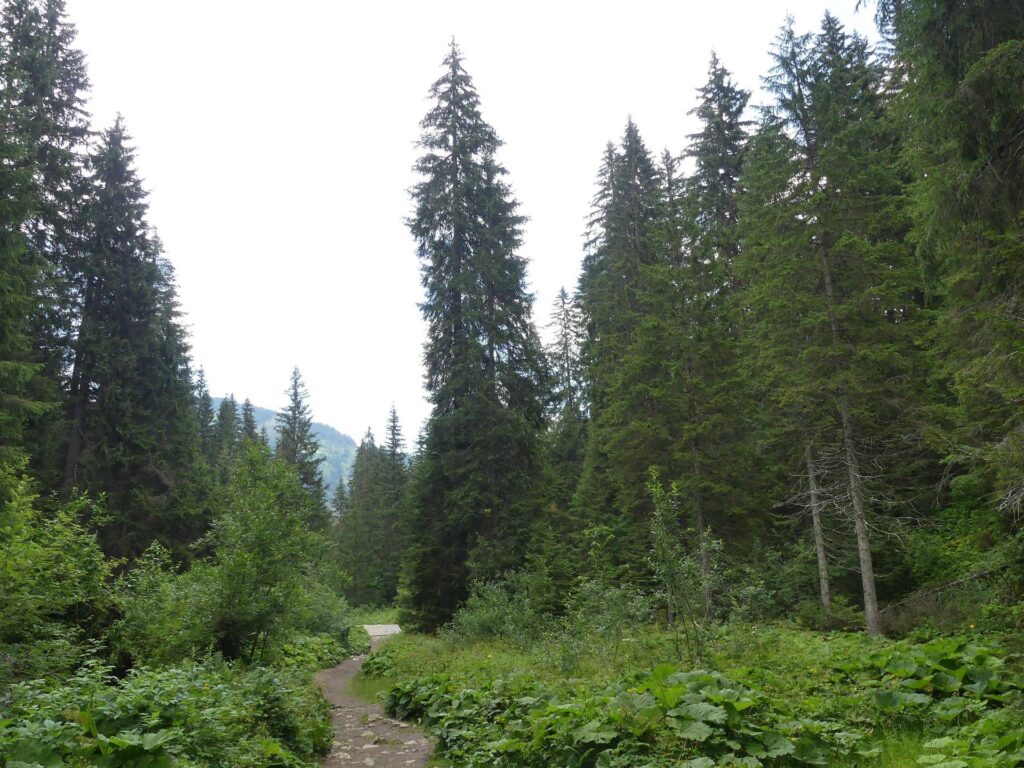 morgins-tovassiere-morgins-192