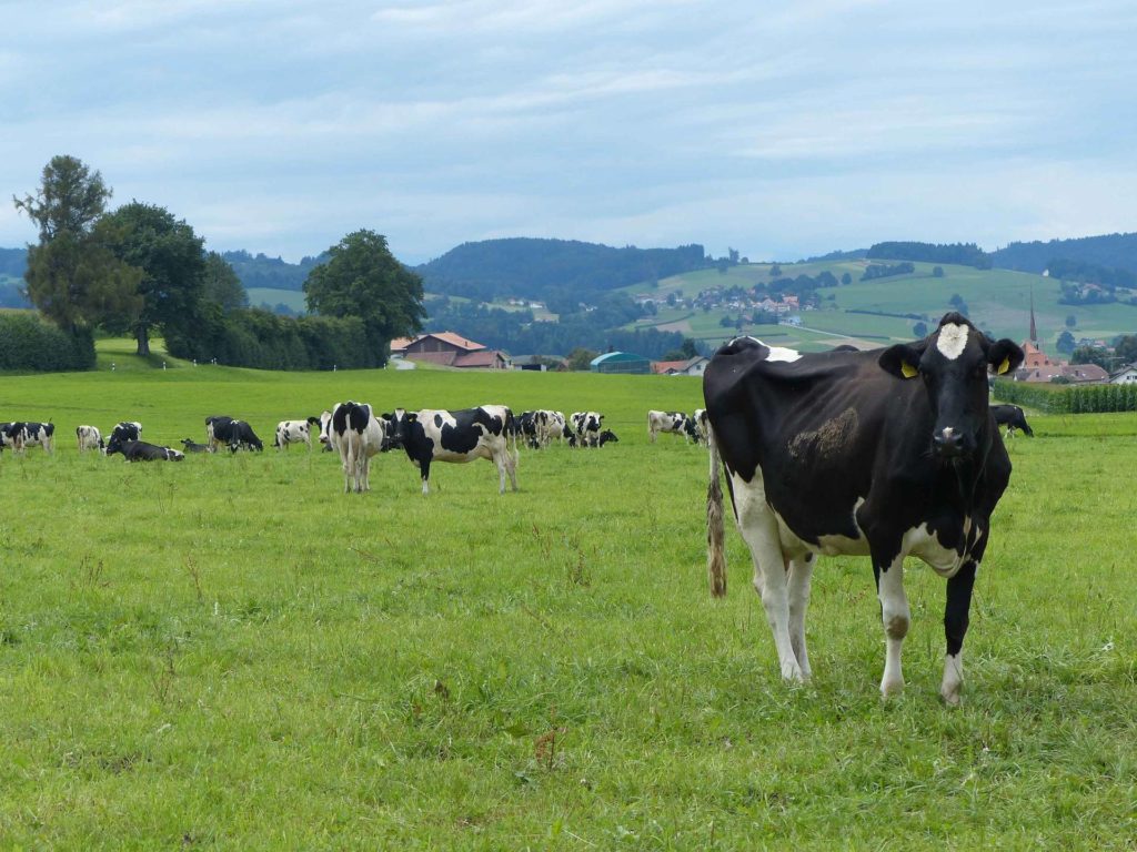 romont-la-neirigue-romont-121