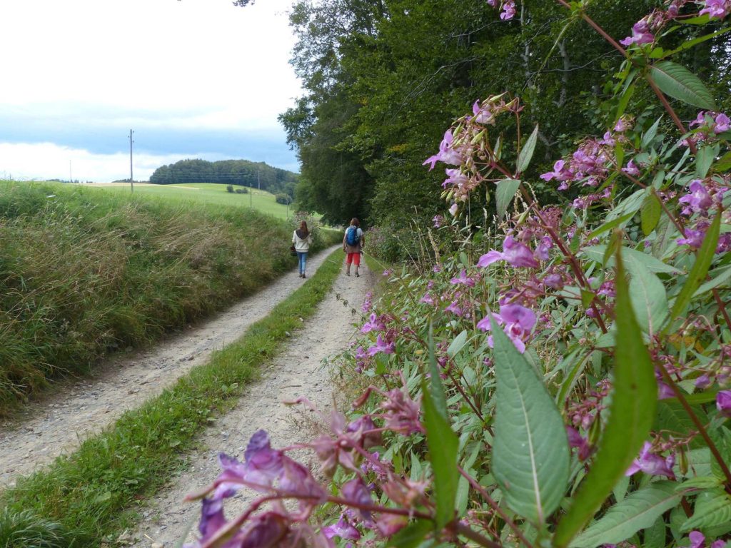 romont-la-neirigue-romont-148