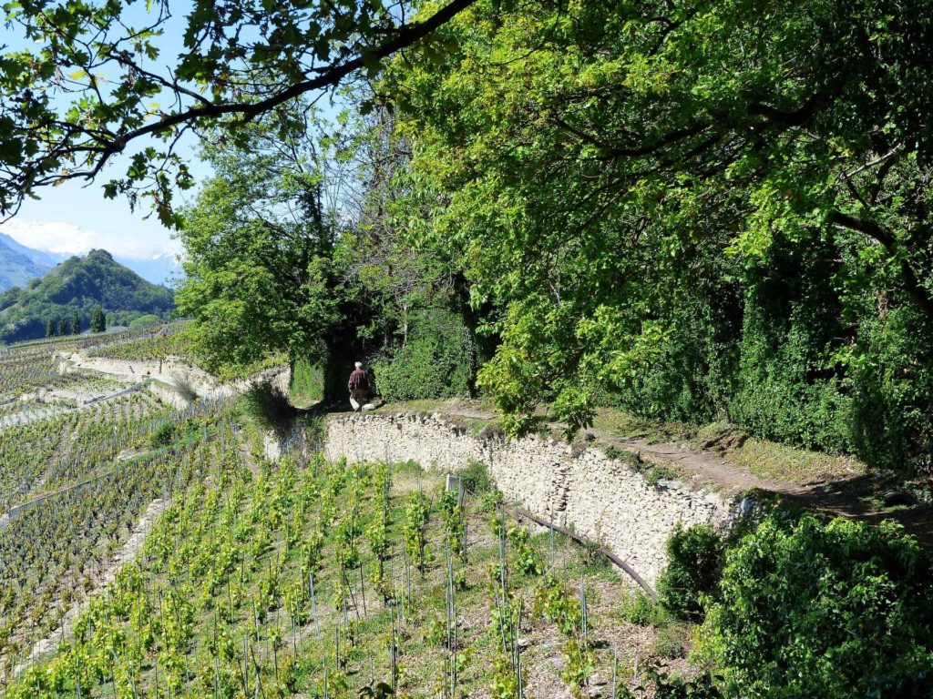 saviese-montorge-sion-117
