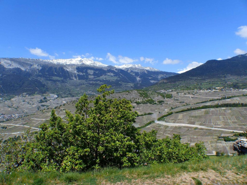 saviese-montorge-sion-159